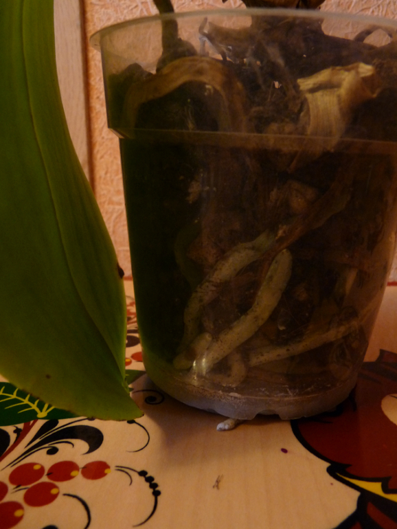 Есть ли надежда у моей орхидеи?