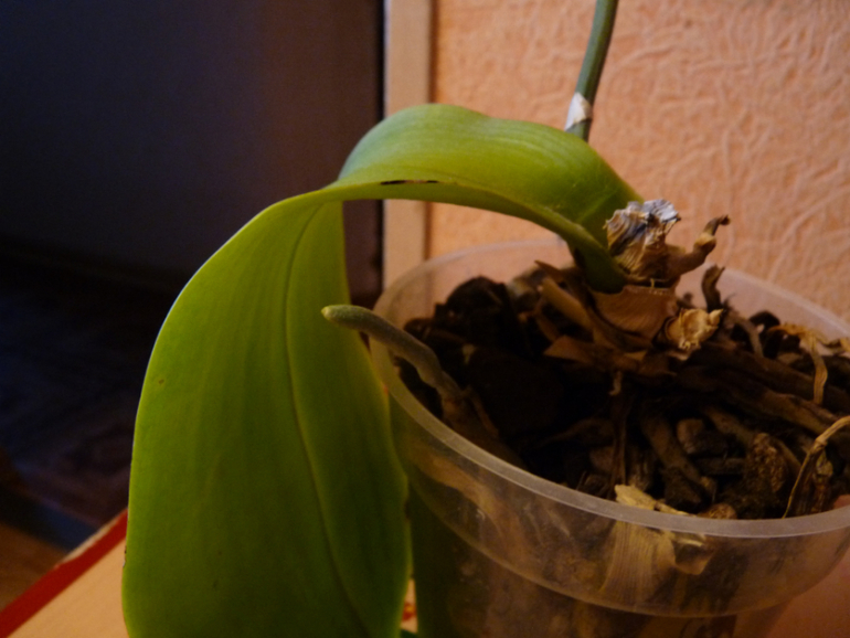 Есть ли надежда у моей орхидеи?