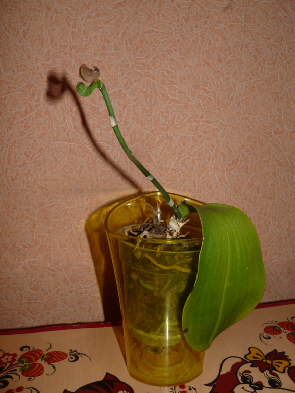 Есть ли надежда у моей орхидеи?