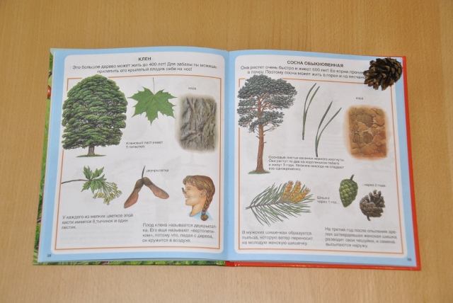 Тематическая неделя под кодовым названием «Мишка косолапый по лесу идет... шишки собирает, песенки поет...»)) День первый. Шишка.