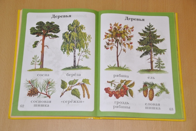 Тематическая неделя под кодовым названием «Мишка косолапый по лесу идет... шишки собирает, песенки поет...»)) День первый. Шишка.