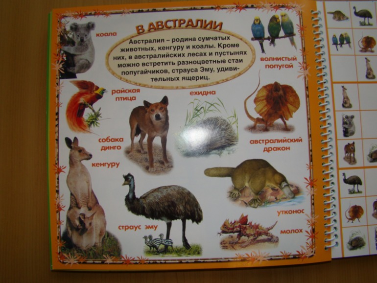 САФАРИ СУДОКУ ДЛЯ ДЕТЕЙ.