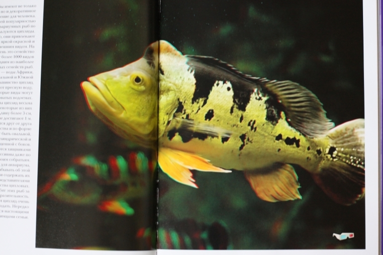 3D книга. Рыбы