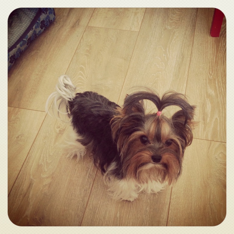 Мои зверята)))