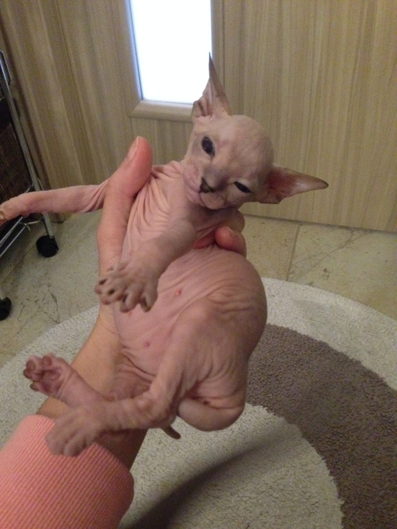 Наш новый член семьи -Мотя))