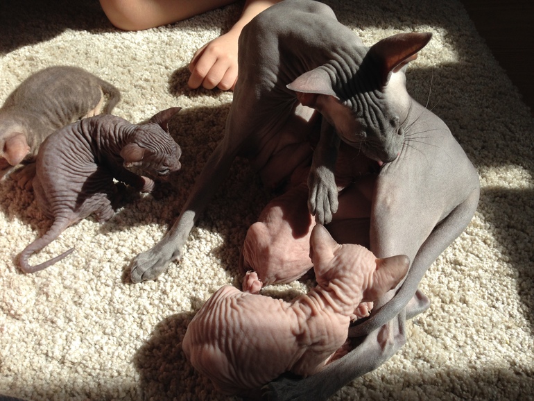 Покажу малышей!