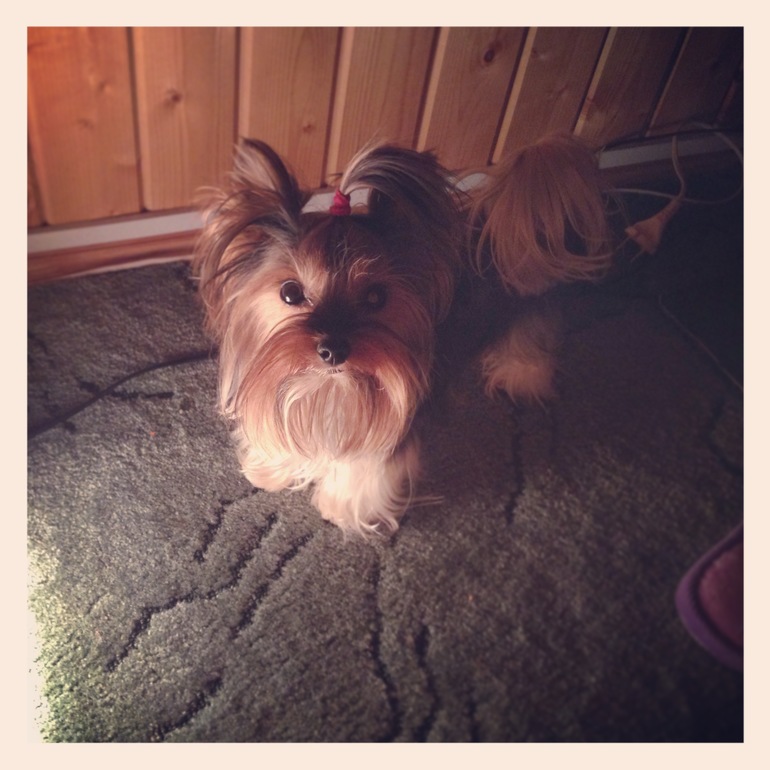 Дачники мои)