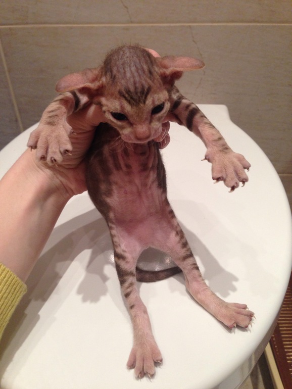 Донской сфинкс,Кекс