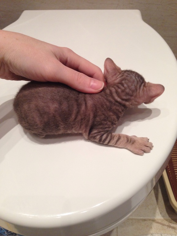 Донской сфинкс,Кекс