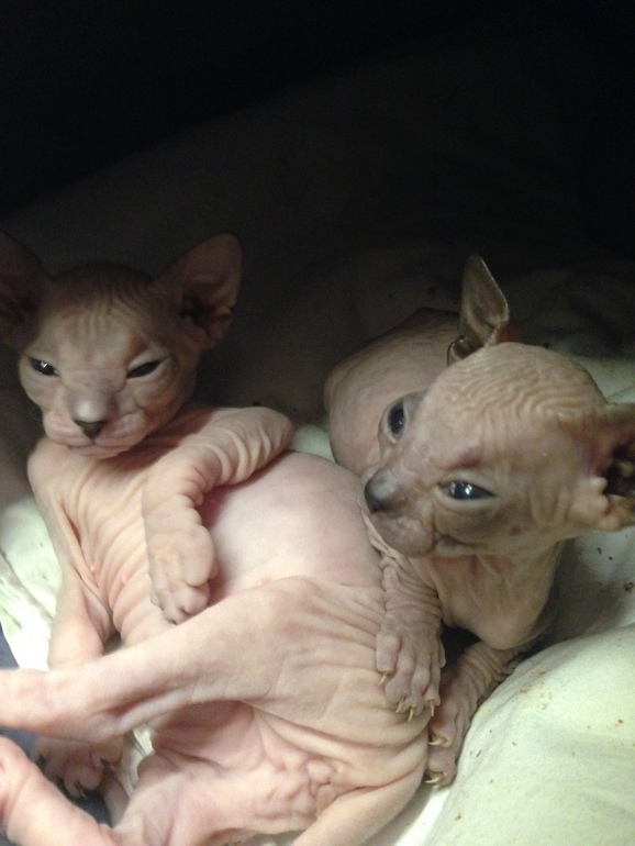 Донской сфинкс,Лоли