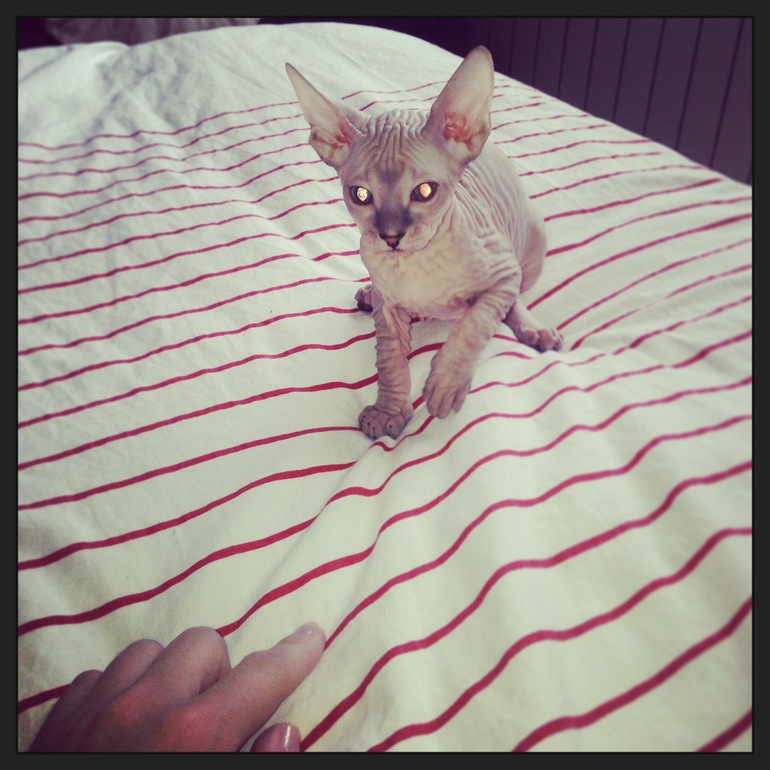 Мои котятки!!)