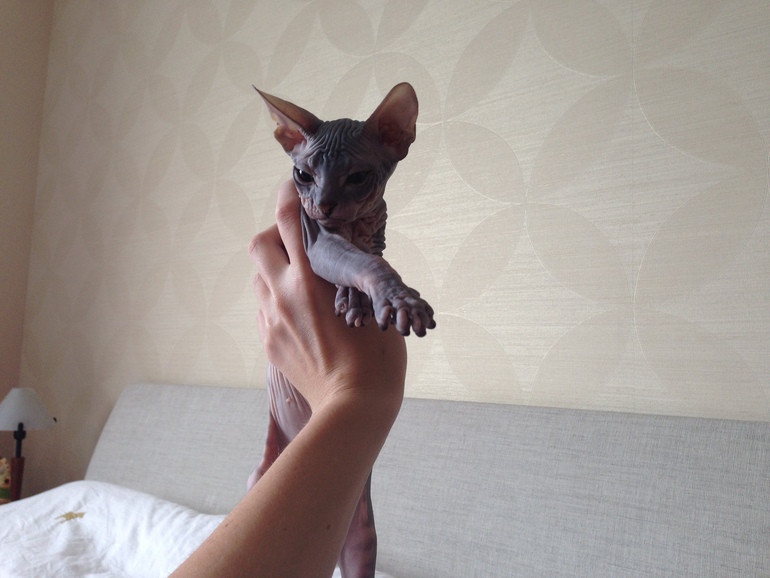 Мои котятки!!)