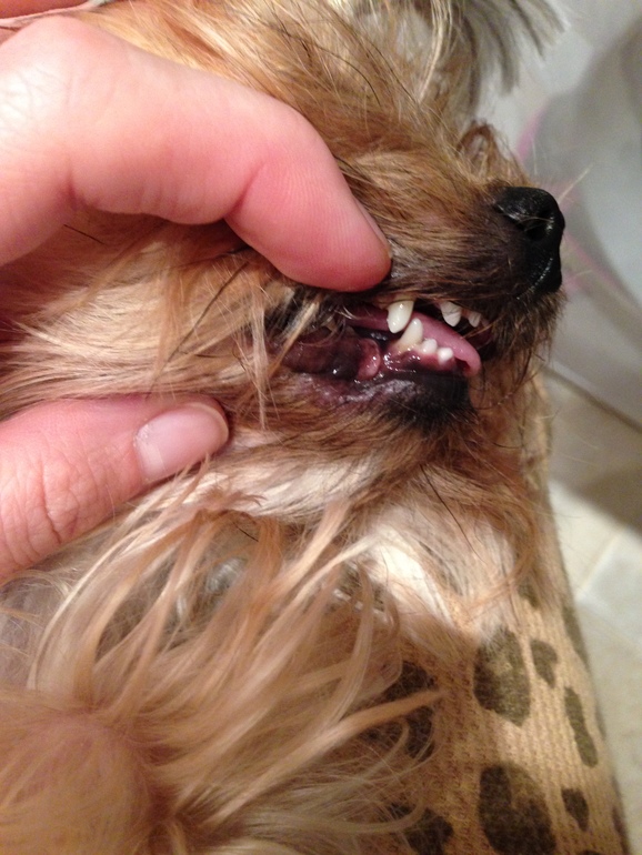 Собакины мои и зубы))