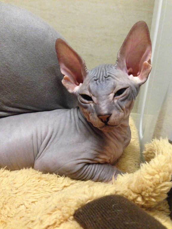 Мои котятки!!)