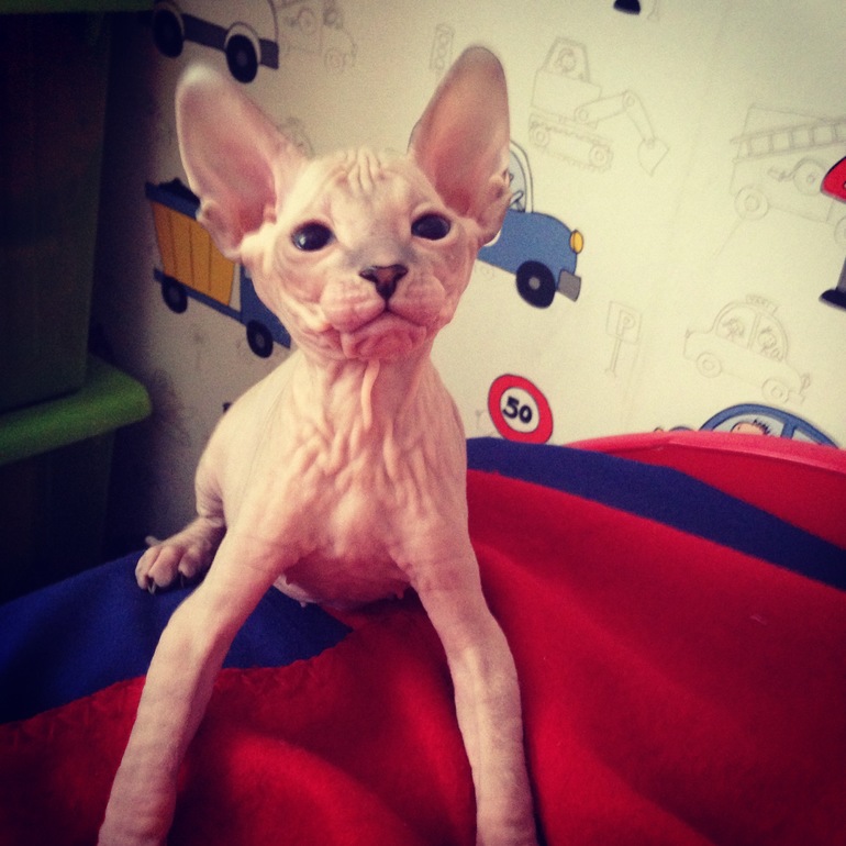 Мои маленькие эльфы)))