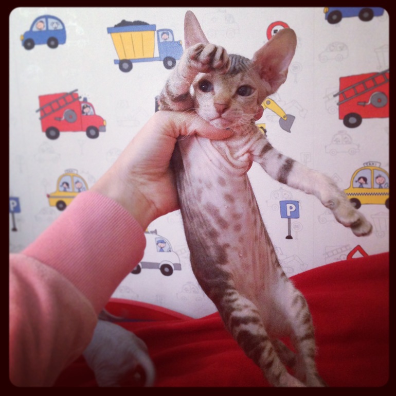 Мои маленькие эльфы)))