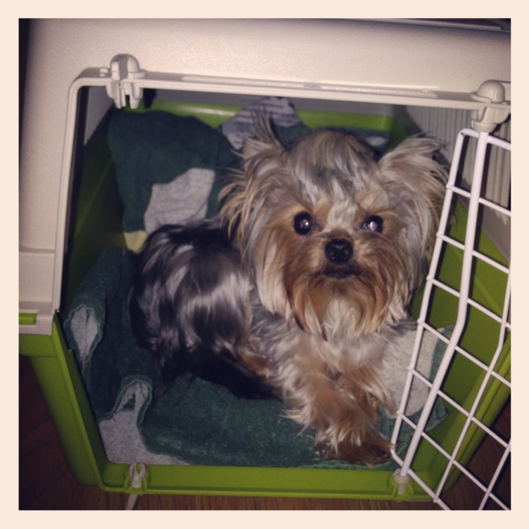 Фото моих девочек)))