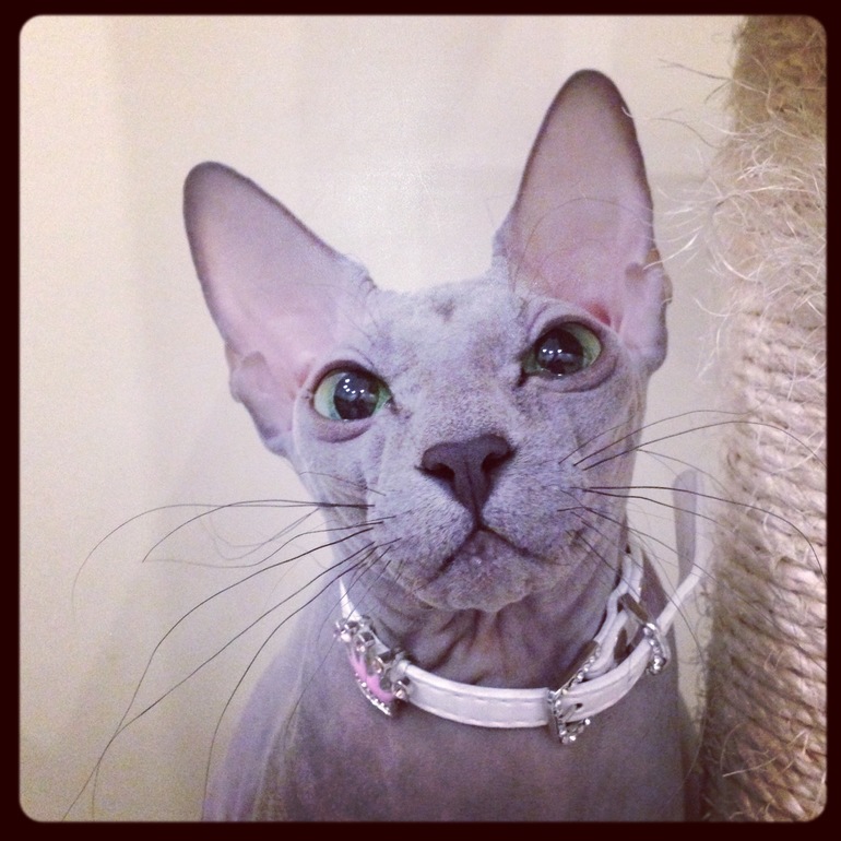 Мои зверята)))