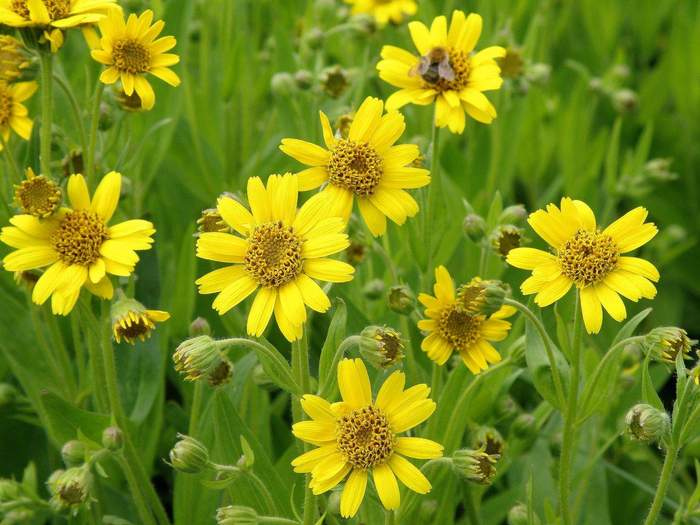 1009 карточек для изучающих окружающий мир