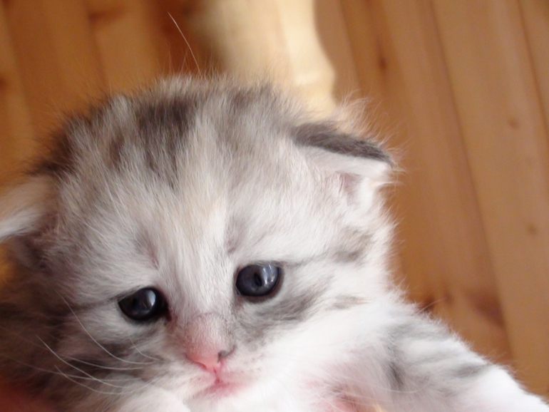 Анонс котят ;)