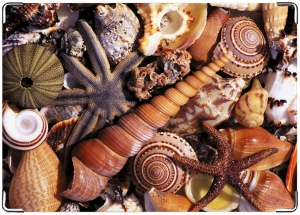 пристрой кожаные обложки, студенческий, права и т.д