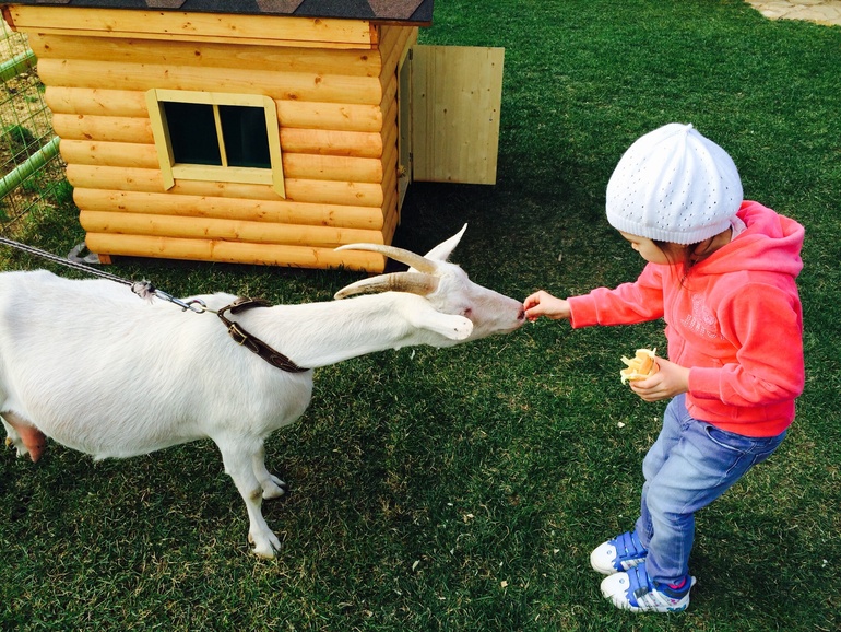 Контактный зоопарк в конном клубе Русь