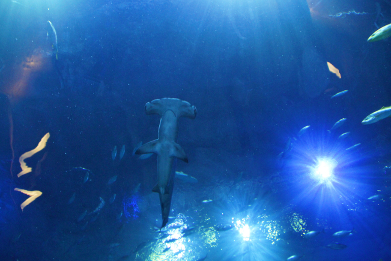 Гонконг с детьми