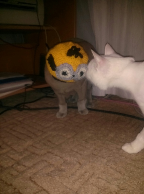 и снова шапочка приманка))