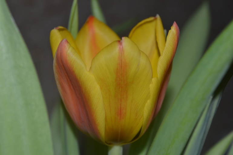 Тюльпан чахнет