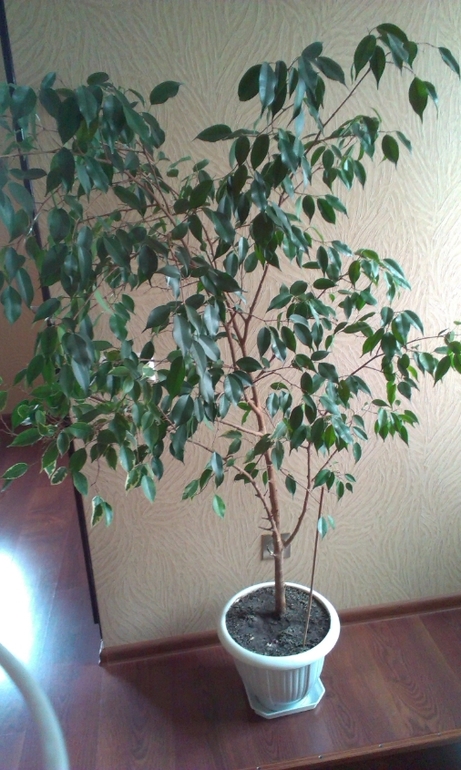 Какие ветки