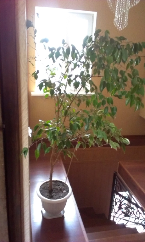 Какие ветки