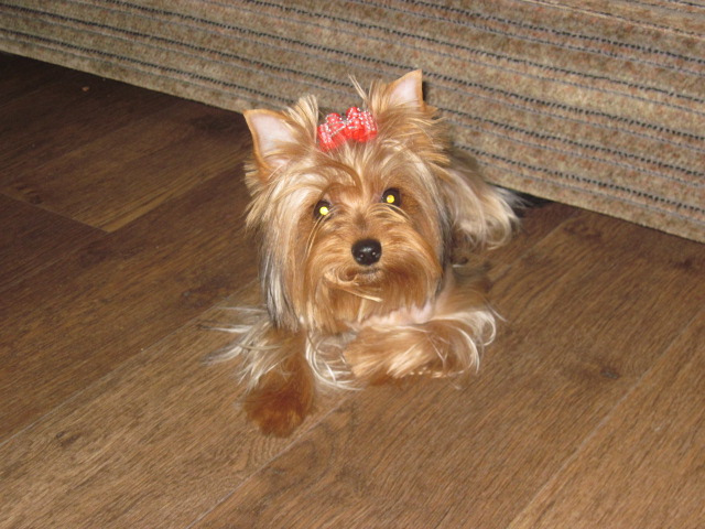 Как мы уговорили нашего папу завести щенка!