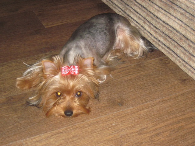 Как мы уговорили нашего папу завести щенка!