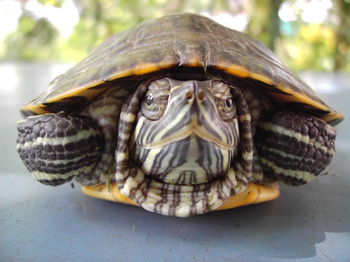 Пост для отчетов по ТД "Куда спешит черепаха"