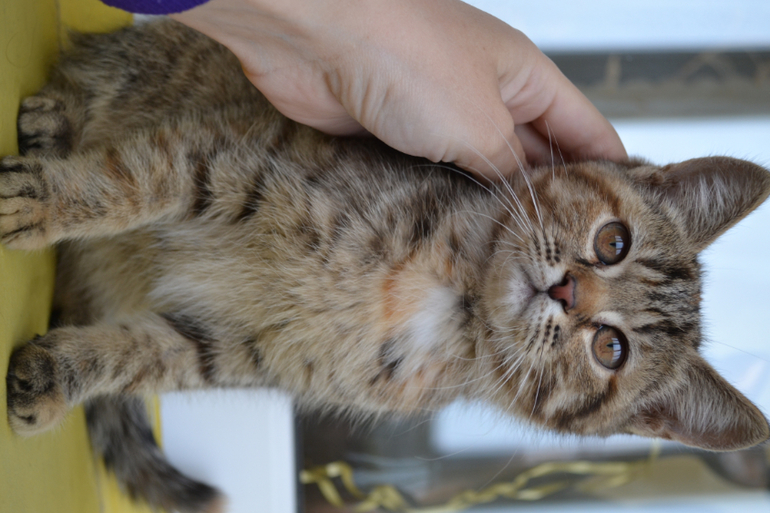 ПОМОГИТЕ ПРИСТРОИТЬ!!!!