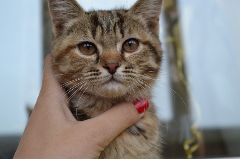 ПОМОГИТЕ ПРИСТРОИТЬ!!!!