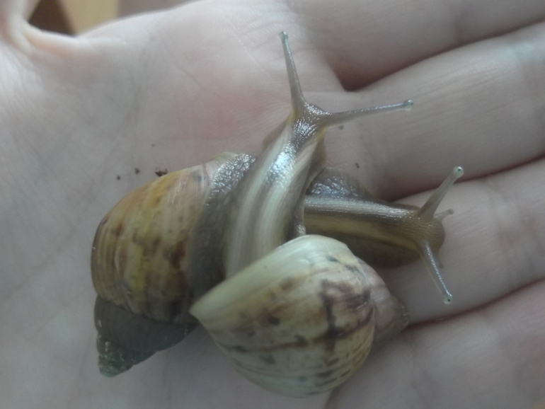 Мои малявки ))