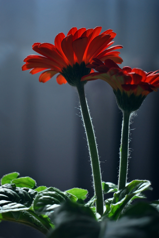 Контрольное задание № 24. Корректирование снимка с помощью нейтрального цвета, а так же черной и бел