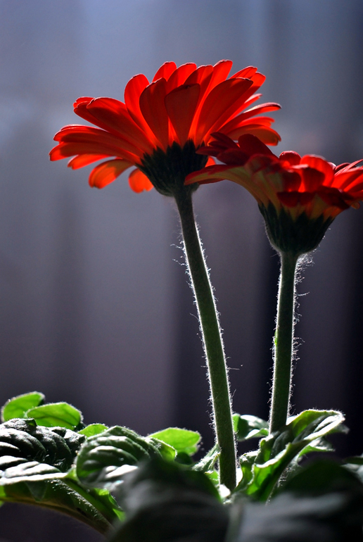 Контрольное задание № 24. Корректирование снимка с помощью нейтрального цвета, а так же черной и бел