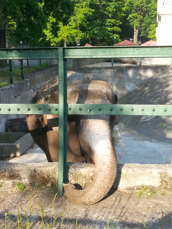 Прогулка по зоопарку)))