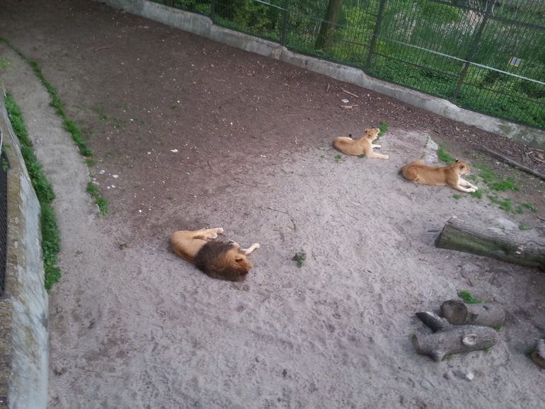 Прогулка по зоопарку)))