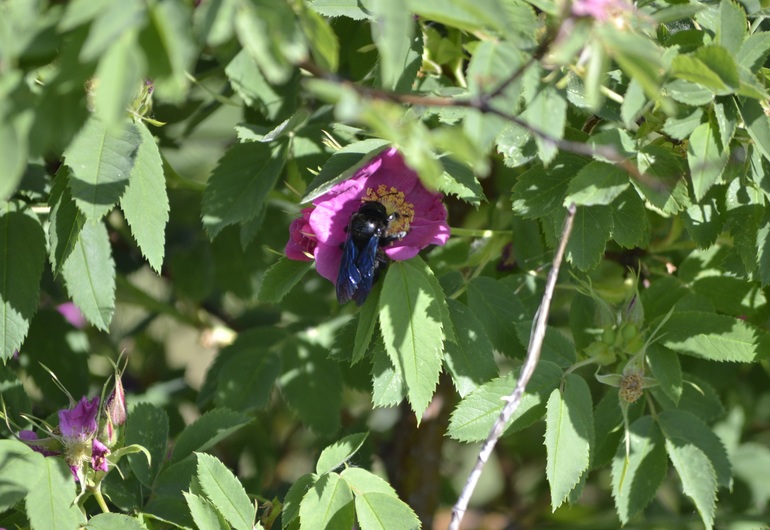 Тематическая неделька ЛЕТО. День третий. Фотоохота на насекомых.