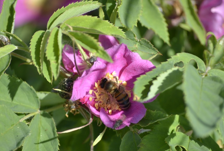 Тематическая неделька ЛЕТО. День третий. Фотоохота на насекомых.