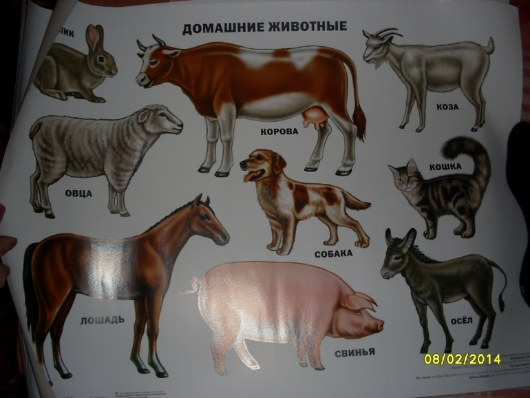 Интерактивные и обучающие плакаты для детей