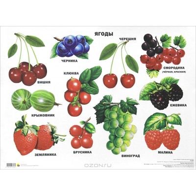 Интерактивные и обучающие плакаты для детей на любой вкус и цвет