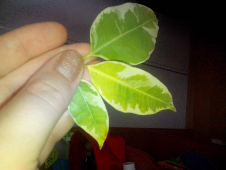 Не любят меня фикусы....