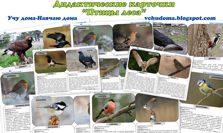Дидактические карточки "Птицы леса"