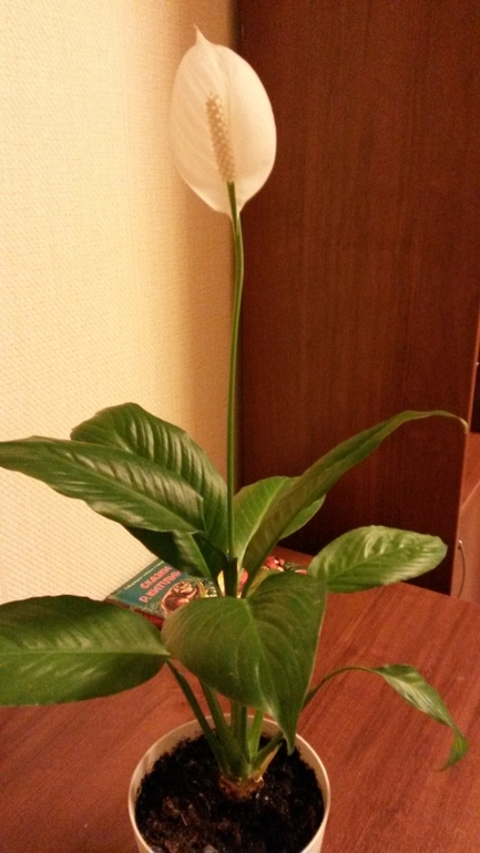Первое цветение спатифиллума.