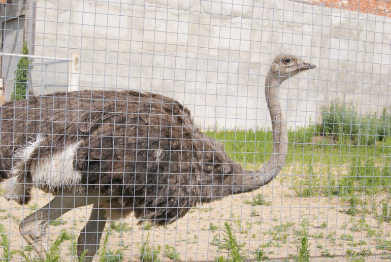 Мини-зоопарк Горки