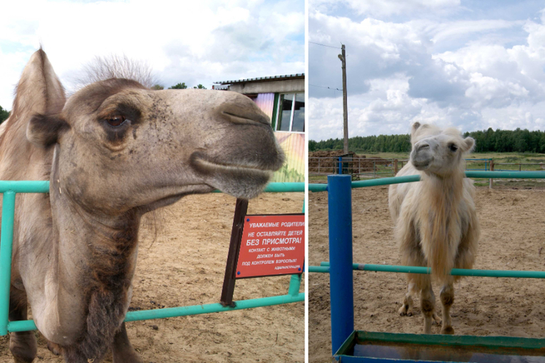 Мини-зоопарк Горки